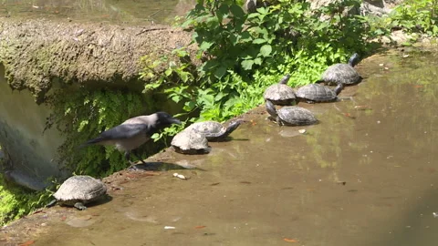 Group of pond sliders joined by a crow 库存影片 263053361