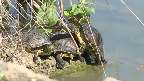 Group of pond sliders in motion 库存影片 263053301
