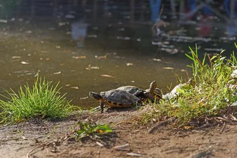 Group of pond turtles sunbathing on the muddy shore next to a lake surround.. Stock Photos