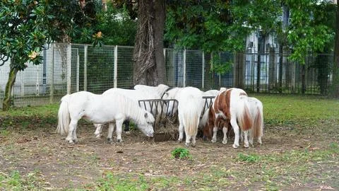 A group of ponies eating from a shared feeder serves as a metaphor for commun Stock Photos