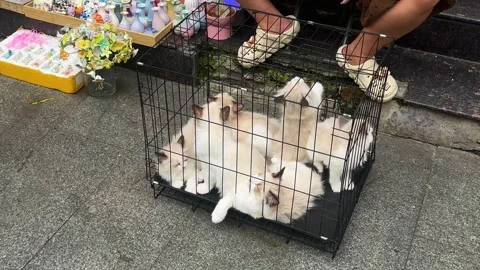 Group of poor sad ragdoll kittens inside metal cage Stock Footage 336539476