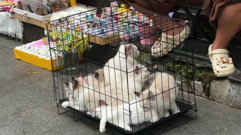 Group of poor sad ragdoll kittens inside metal cage Stock Footage 336539478