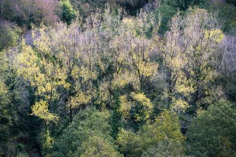 Group of poplars show the first spring leaves Foto stock