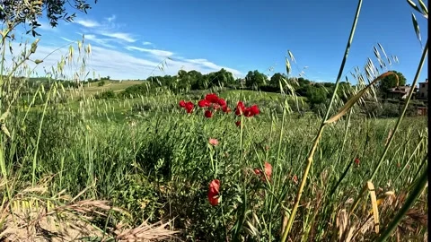 Group of poppies Stock Footage 273595088