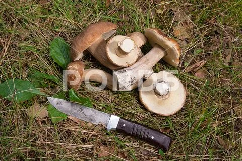 Group of porcini mushrooms (Boletus edulis, cep, penny bun, porcino or king b Stock Photos