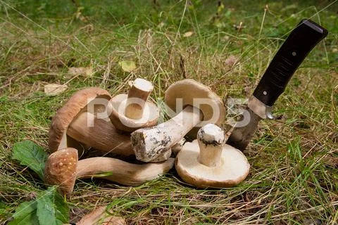 Group of porcini mushrooms (Boletus edulis, cep, penny bun, porcino or king b Stock Photos