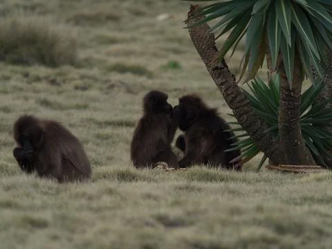 Group portrait of Gelada Monkey (Theropithecus gelada) grazing on grasses Stock Photos