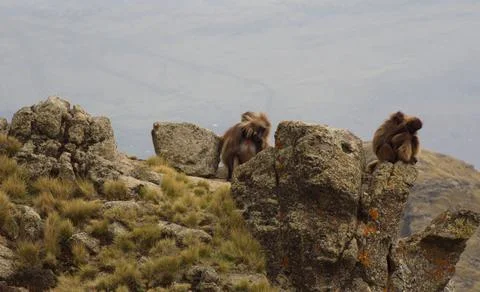 Group portrait of Gelada Monkey (Theropithecus gelada) sitting Stock Photos