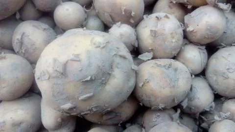 Group of potatoes at the market. Stock Photos