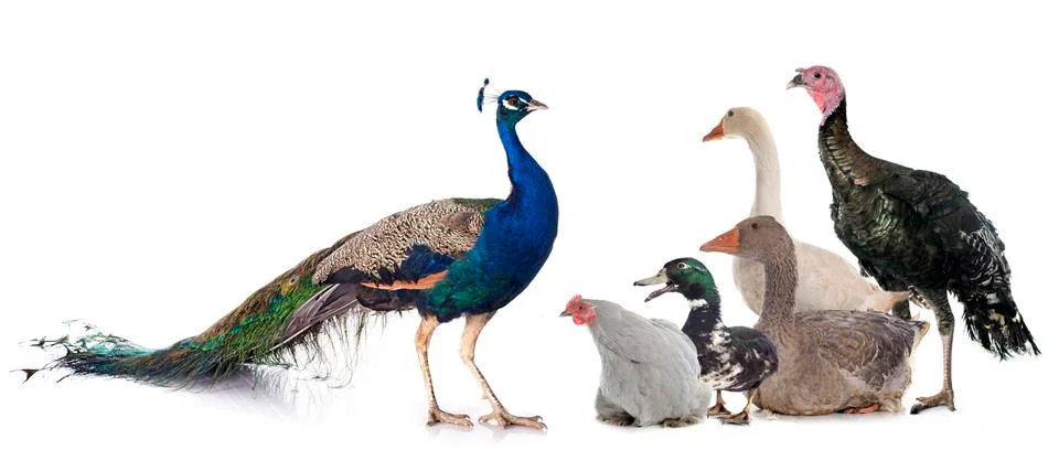 Group of poultry Foto stock