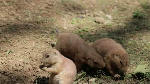 Group of Prairie Dog Vídeos de archivo 65785090