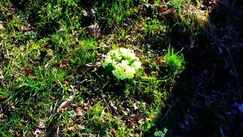 A group of primroses standing. Vidéo 152951726