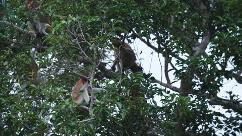 Group of Proboscis Monkeys Moving Through Trees, Borneo, Indonesia Stock Footage 144583751