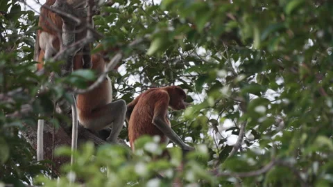 Group of Proboscis Monkeys Sitting on Branch, Borneo, Indonesia Stock Footage 144574487