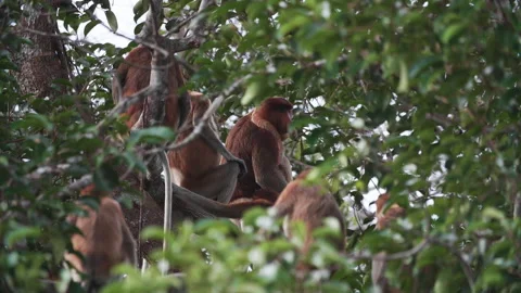 Group of Proboscis Monkeys Sitting on Branch in Tanjung Puting, Borneo Vídeos de archivo 144575153