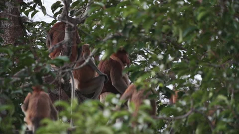 Group of Proboscis Monkeys Sitting on Branch in Borneo, Indonesia Vídeos de archivo 144577628