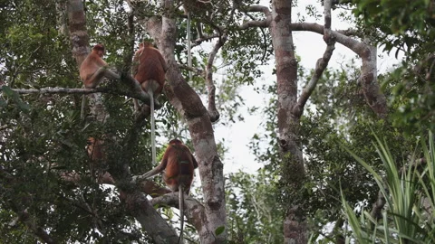 Group of Proboscis Monkeys Sitting in Tree, Tanjung Puting National Park, Borneo Stock Footage 144530998
