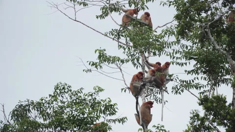 Group of Proboscis Monkeys Sitting in Tree, Borneo, Indonesia Vídeos de archivo 144565778
