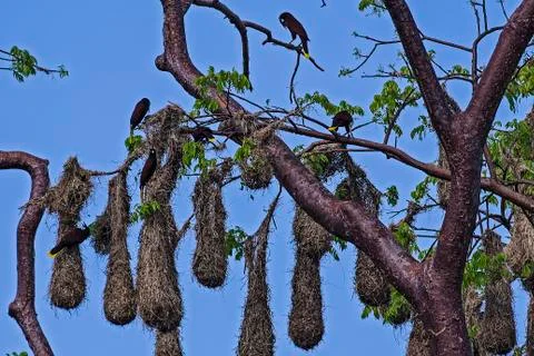 Group of Psarocolius decumanus nesting in Cosa Rica Stock Photos
