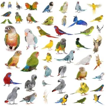 Group of Psittacidae Stock Photos