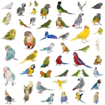 Group of Psittacidae Stock Photos