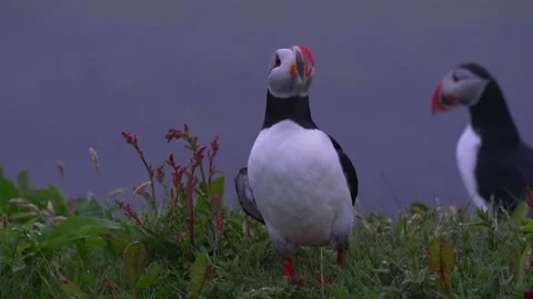 Group of puffin birds grazing in grass on mountain with waving crash of Stock Footage 157247845