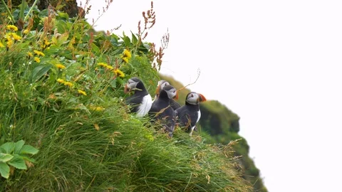 Group of puffins on a cliff Stock Footage 124074139