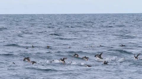 Group of puffins flying low over the ocean in Iceland Video stock 159819021