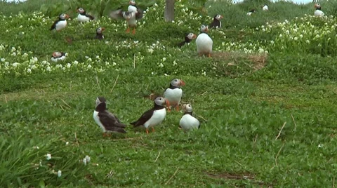 Group of puffins Stock Footage 7134380