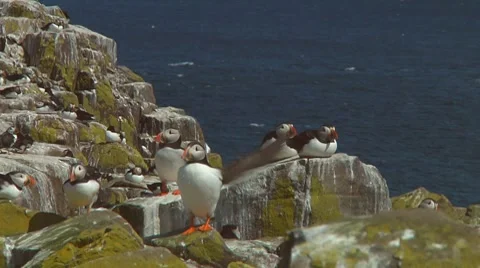 Group of puffins Stock Footage 7134428