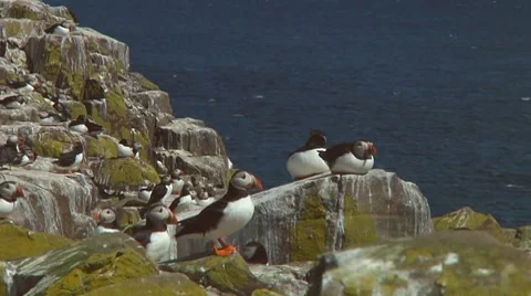Group of puffins Stock Footage 7134447