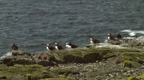 Group of puffins Stock Footage 7134470