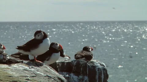 Group of puffins Stock Footage 7134503