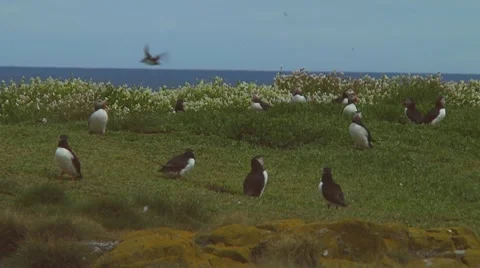 Group of puffins Stock Footage 7134504