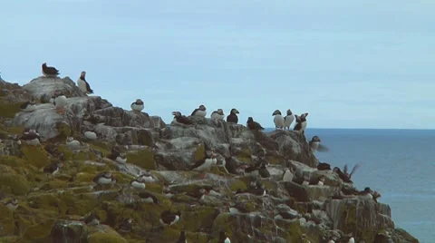 Group of puffins Stock Footage 7134511