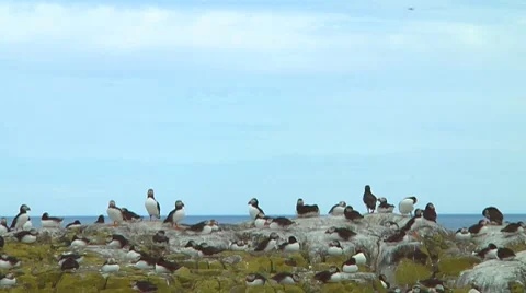 Group of puffins Stock Footage 7134513