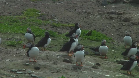 Group of puffins Stock Footage 7134514
