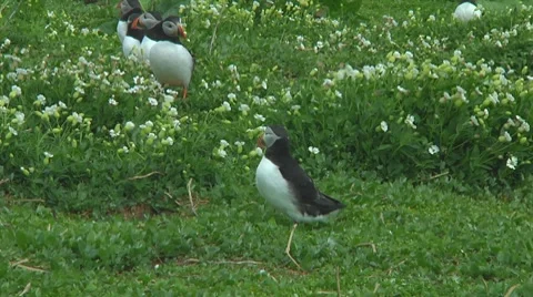 Group of puffins Stock Footage 7134519