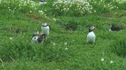 Group of puffins Stock Footage 7134527