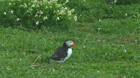 Group of puffins Stock Footage 7134531