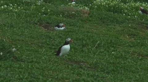 Group of puffins Stock Footage 7134536