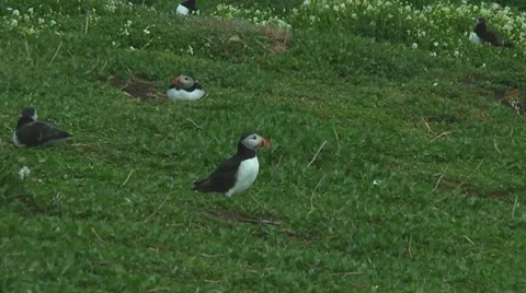 Group of puffins Stock Footage 7134545