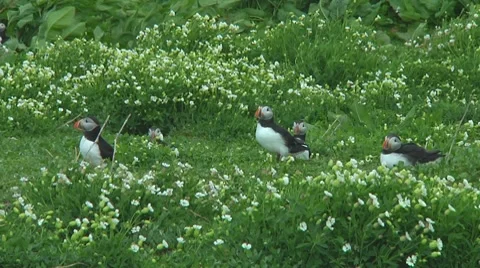 Group of puffins Stock Footage 7134550