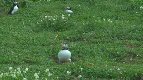 Group of puffins Stock Footage 7134558