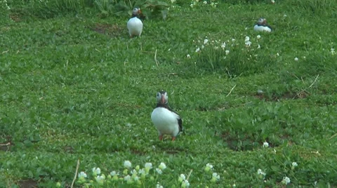 Group of puffins Stock Footage 7134562
