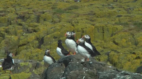 Group of puffins Stock Footage 7134571