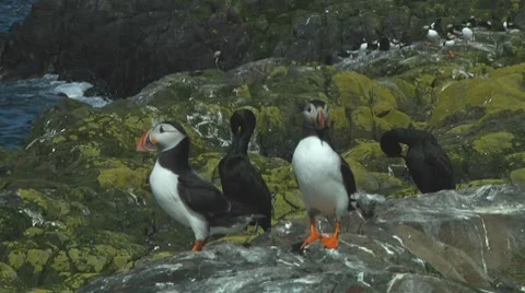Group of puffins Stock Footage 7134588