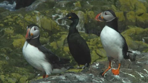 Group of puffins Stock Footage 7134595
