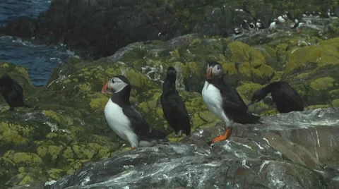 Group of puffins Stock Footage 7134601