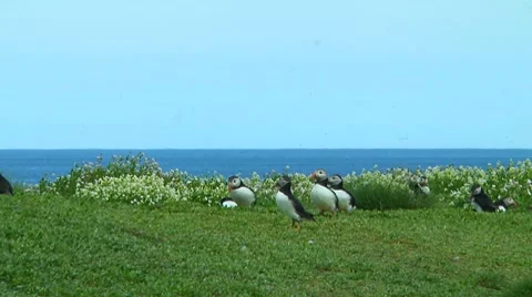 Group of puffins Stock Footage 7134625